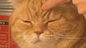 👻搞错？WCBA球员官网头像变成一只猫😸