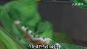 球迷自制神作❗️安东尼：现在谈论金球奖还为时尚早😂